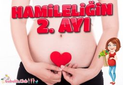 Hamileliğin 2. Ayı