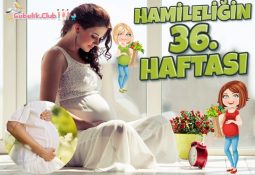 Hamileliğin (Gebeliğin) 36. Haftası - Anne ve Bebek Gelişimi
